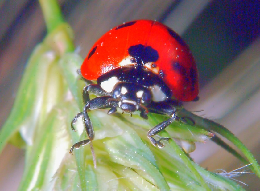 Per chi ama la macrofotografia